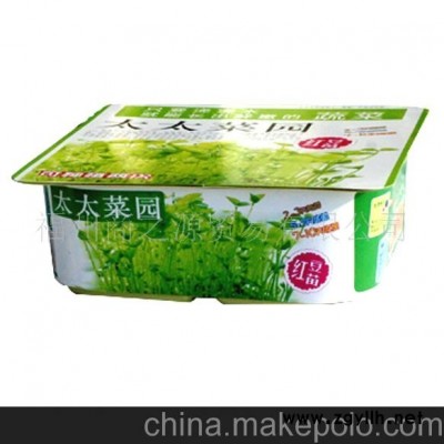 迷你花卉 红豆苗微型盆景