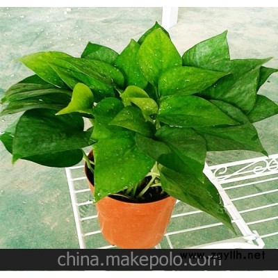 批发水培盆栽室内植物 防电脑辐射绿植净化空气（A90#）青叶绿萝