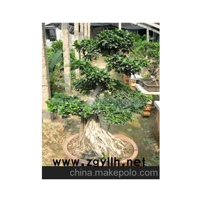 大叶榕盆景
