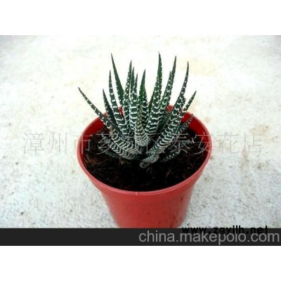 十二卷芦荟微型盆景