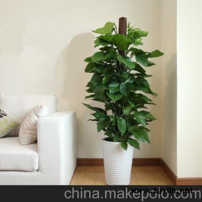 大叶绿萝（长沙花卉盆栽租赁租摆花卉盆景送货上门配送净化空气）