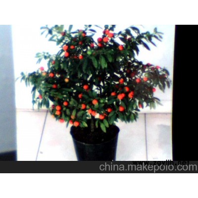 冬珊瑚 吉庆果 四季果盆景