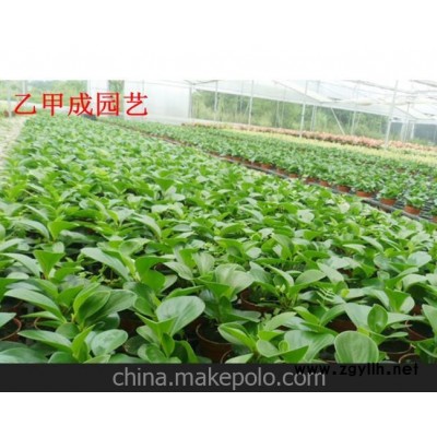 批发小盆栽又名碧玉椒草的生长适应性强（A90）青叶碧玉