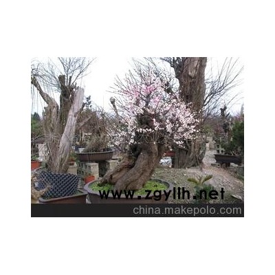 古桩盆景