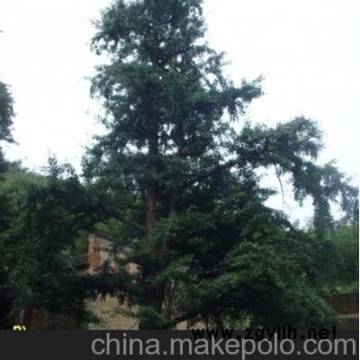 广西银杏树 广西银杏树9