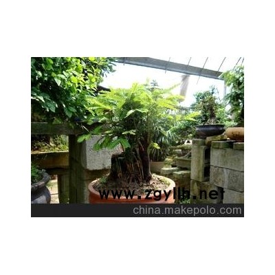 优质红豆杉盆景