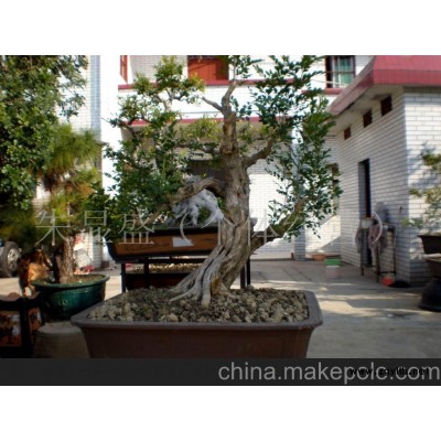 九里香盆景