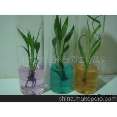 供手指兰花,有精美包装