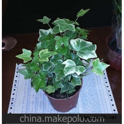 产地直销花卉盆栽植物常春藤 批发青叶常春藤 花叶常春藤 90#