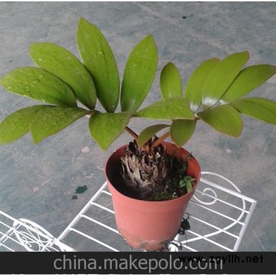 批发供应小盆栽迷你植物美洲铁 防幅射