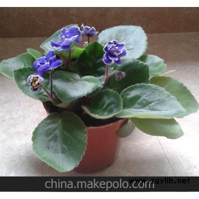 紫罗兰 幸运花卉 绿植盆栽 室内植物 大叶（A90#）