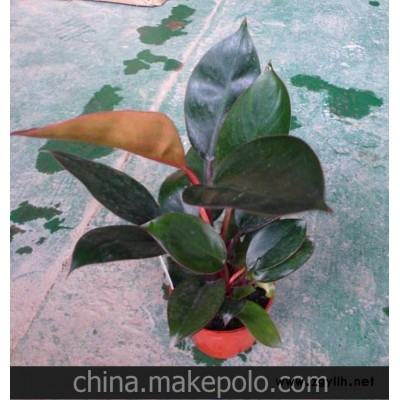 特价 观叶植物红钻 室内观叶盆栽花卉红钻 A90