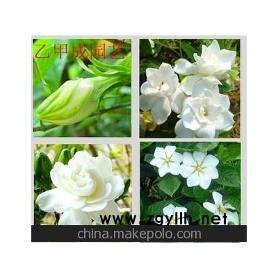 批发园林园艺盆栽花卉栀子花（120#）