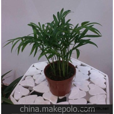 批发高档桌面小盆栽袖珍椰子（90#）