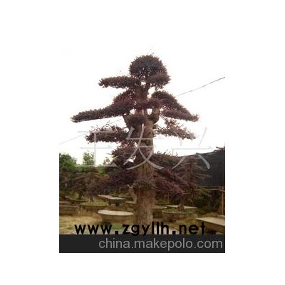 湖南绿化苗木红继木盆景