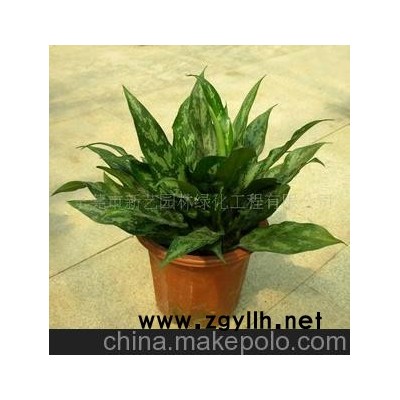 批发租摆植物 黑美人 荫生植物盆景