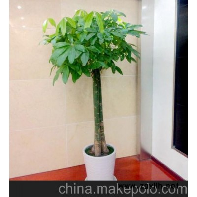 发财树（高档送礼盆栽长沙办公室大型室内盆景盆栽木本花卉租赁）