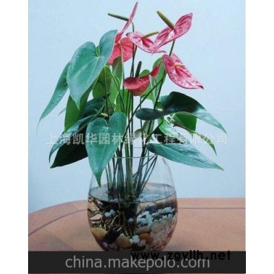 绿色植物盆景 室内植物盆景 绿化植物租赁 水培花卉植物