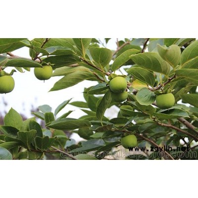 柿子盆景供应-艳永果树盆景