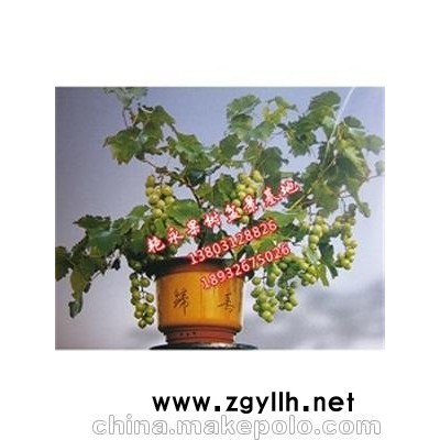 葡萄盆景供应-艳永果树盆景