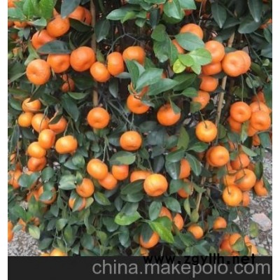 颐憬年花（年桔，金桔，朱砂桔，四季桔，一品红，菊花等）正式预定