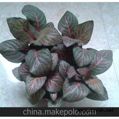 批发室内别致迷你桌面小盆栽 小火焰 大火焰 网纹草（90#）