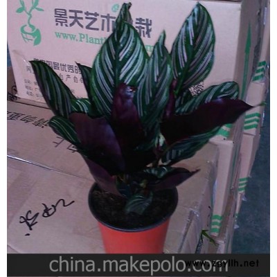 批发室内高档花卉盆栽 办公家居环境布置（A110）双线竹芋