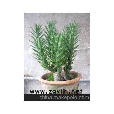 将军柱树木盆景