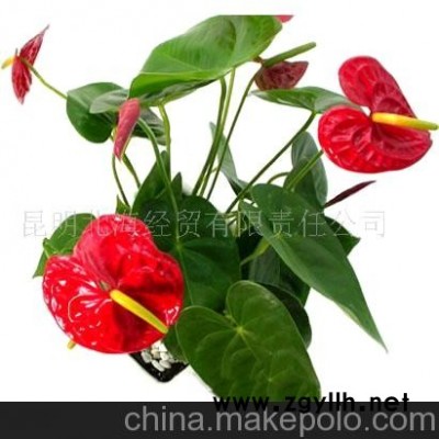 批发供应鲜花、盆栽花卉红掌、花草盆景