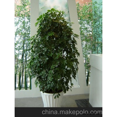 鸭脚木租赁 长沙绿植租赁 办公绿化 室内绿化