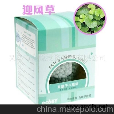 批发新奇特负离子陶碳球植栽－－迎风草
