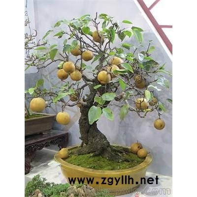 梨树盆景供应-艳永果树盆景