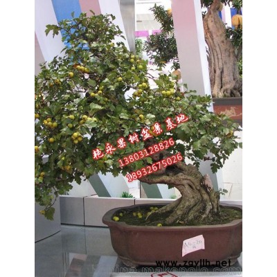 山楂盆景厂家直销-艳永果树盆景