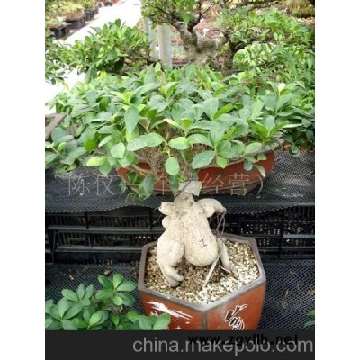 人参榕盆景