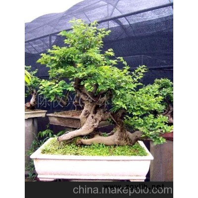 朴树盆景