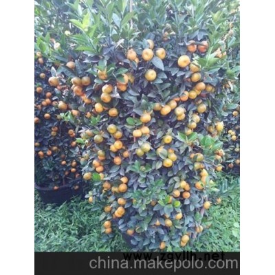 供应广州各种 年桔 金桔 朱沙桔 四季桔