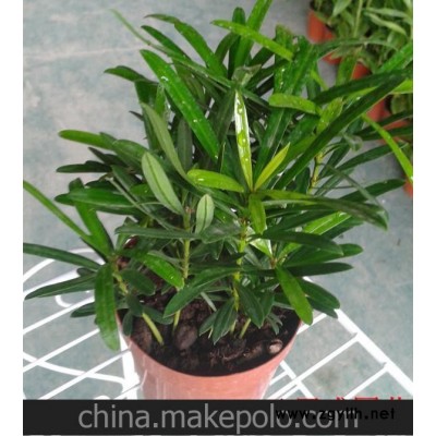 批发绿色小盆栽防辐射除甲醛净化空气办公创意花卉（A110）罗汉松