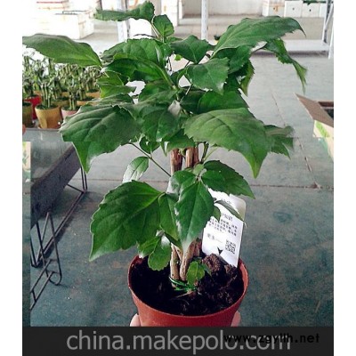 批发小盆栽花卉植物绿植盆景办公室桌面创意观叶（A90#）5杆绿宝