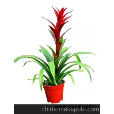 批发供应鲜花、盆栽花卉凤梨、花草盆景