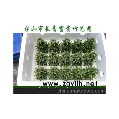 供应富贵竹-塔竹(图)--水培富贵竹盆景