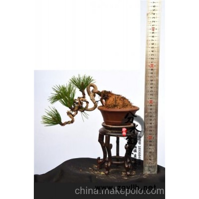 黑松盆景，黑松树桩，有实体盆景园，欢迎上门挑选