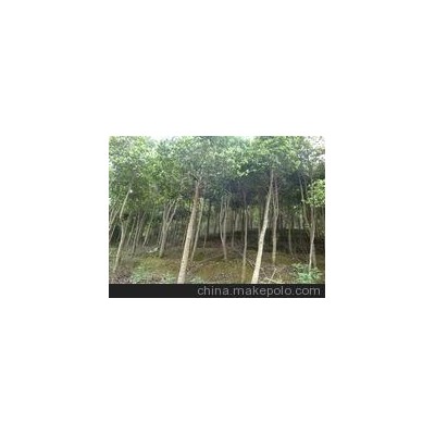 沉香树苗移植 风景树