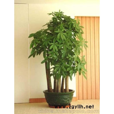 供应东莞花卉租摆 东莞发财树 招财树 富贵树