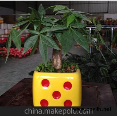 批发供应小盆栽迷你植物小盆景台湾小森林/ 骰子盆装（发财树）