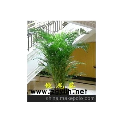 长沙花卉租赁  长沙花卉租赁价格 会议室花卉租摆及设计