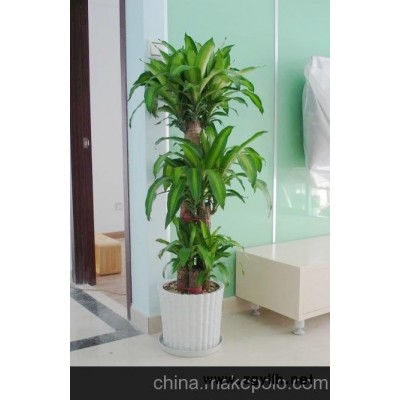 供应绿色植物租赁  昆明花卉租赁