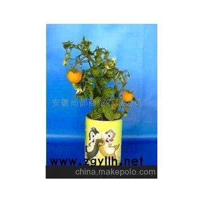 关赏小番茄盆景