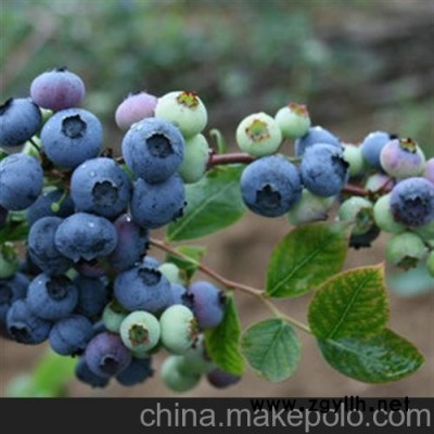 蓝莓苗,泰安蓝丰园艺场,蓝莓苗批发