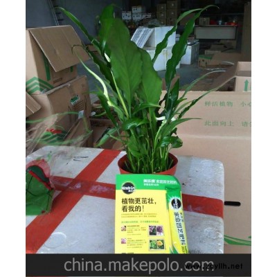 批发观花小盆栽适合办公室环境绿化布置（A90）甜芝白掌