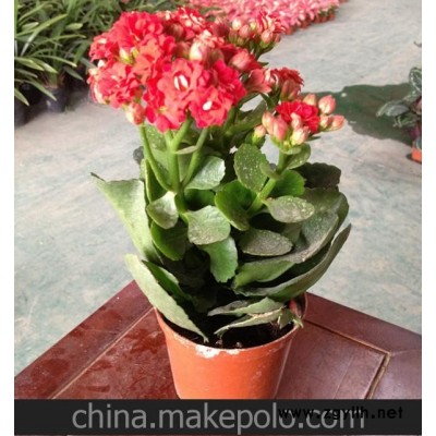 批发观叶植物小盆栽商务环境布置净化空气 长寿花 A120#